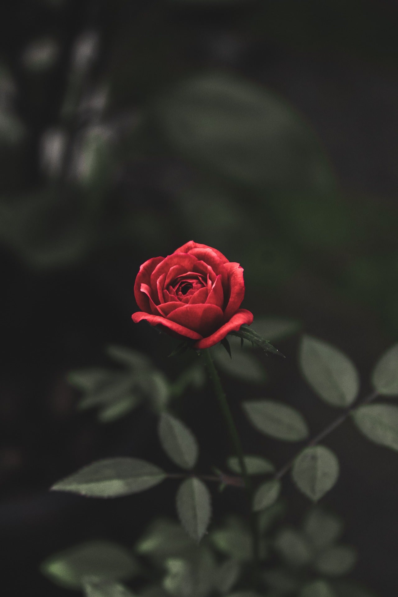Valentine's Day
