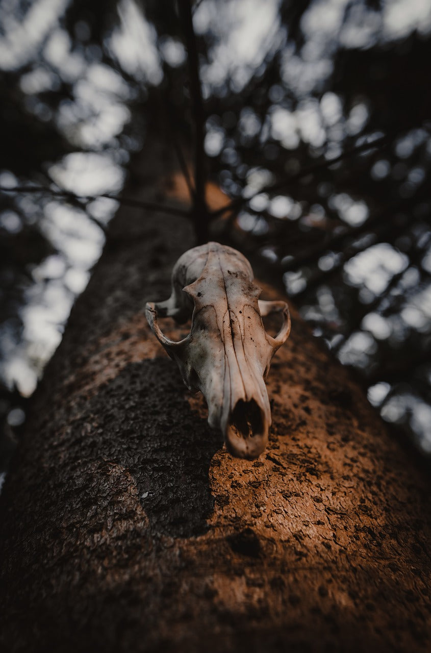 Oddities & Curiosities